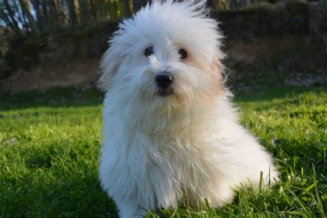 coton de tulear hair color.